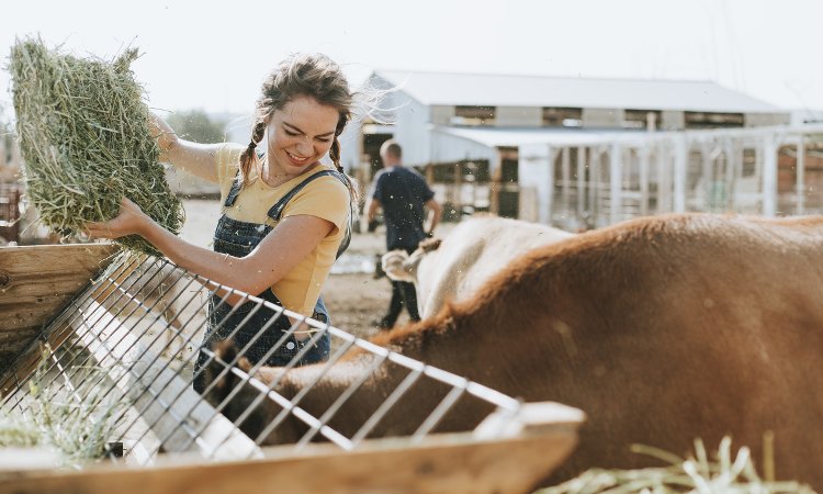 Volunteer travel with animals