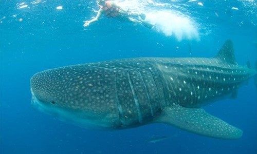 Whale Shark Adventure 7 days (Mexico)