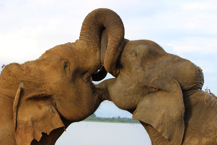 Two Asian elephants kissing in Sri Lanka