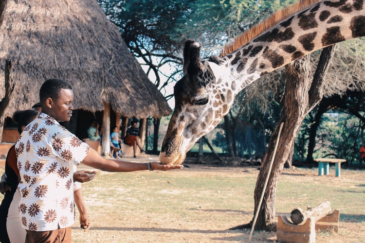 A man feeding a giraffe in South Africa