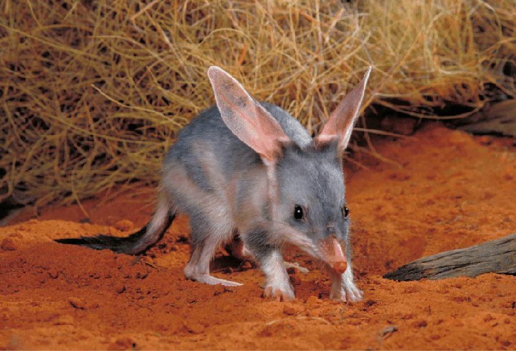 Bilby rabbit Australia