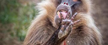 Eco tour: North Historic And Semein Mountain Trekking (Ethiopia)