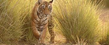 India Big Cat Tiger Project (India)