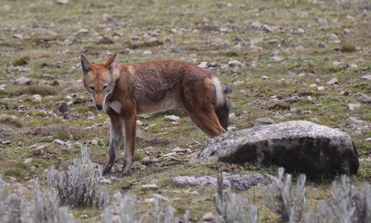 Eco tour: Bale Mountain National Park  9 Days Tour Package (Ethiopia)
