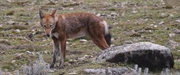 Eco tour: Bale Mountain National Park  9 Days Tour Package (Ethiopia)