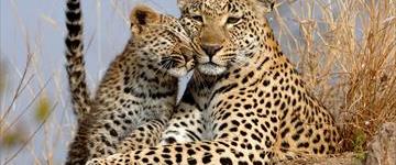 Eco tour: 9 Day Tanzania Adventure Big Cats Safari (Tanzania)