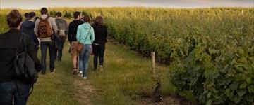 From Vine To Wine - Tour And Tasting (France)