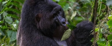 3 Days Gorilla Tracking Adventure In Bwindi Uganda (Uganda)