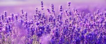 Gorges Du Verdon Full Day Private Tour (France)