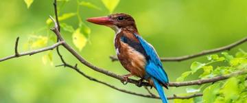 Wild Xp Sri Lanka (Sri Lanka)