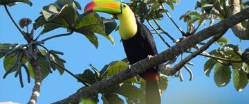 Birdwatching From Cancun (Mexico)