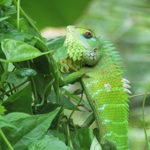 2020 a year to celebrate and advocate biodiversity