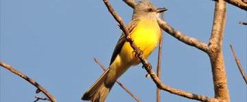 Birdwatching From Riviera Maya (Mexico)