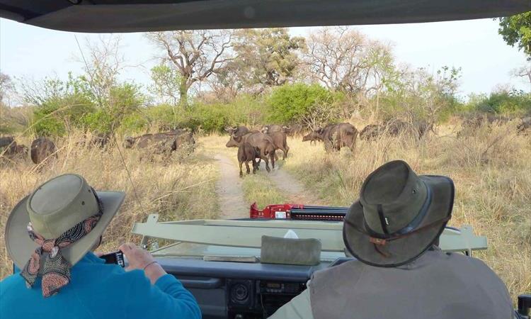 Eco tour: Explore The Okavango And Chobe (Botswana)