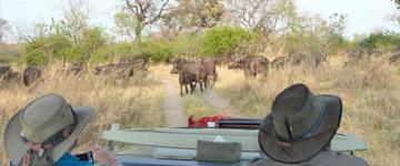 Eco tour: Explore The Okavango And Chobe (Botswana)