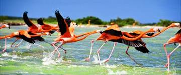 Celestun, Bird Sactuary And Eco Paradise (Mexico)