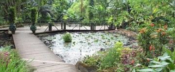 Nadi Garden Of The Sleeping Giant, Waterfall Trek & Mudpool Hot Spring Tour (Fiji)
