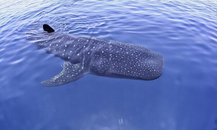 Whale Shark Snorkeling Experience (Mexico)