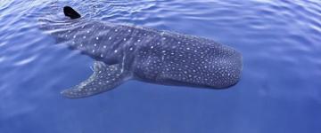 Whale Shark Snorkeling Experience (Mexico)