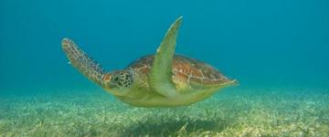Sea Turtles And Cenote Experience (Mexico)