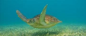 Sea Turtles And Cenote Experience (Mexico)