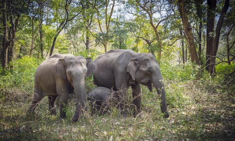 Eco tour: Bangalore To Mysore & Bandipur National Park (India)