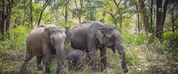 Eco tour: Bangalore To Mysore & Bandipur National Park (India)