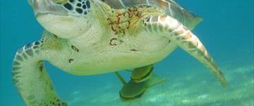 Private Sea Turtles And Cenote Experience (Mexico)