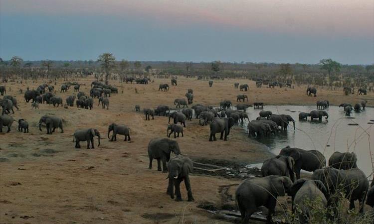Chobe Wildlife Day Trip From Victoria Falls (Botswana)