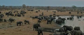 Eco tour: Chobe Wildlife Day Trip From Victoria Falls (Botswana)