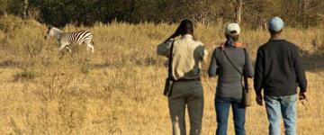 Eco tour: 9-Day Okavango Delta To Victoria Falls Accommodated And Camping Safari (Botswana)
