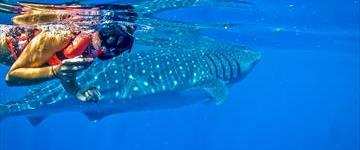 Private Whale Shark Snorkeling Experience (Mexico)