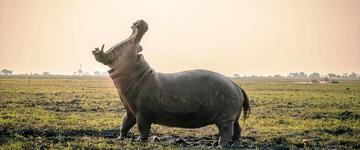 Eco tour: 5-Day Hwange National Park Game Viewing And Victoria Falls Cultural Tour (Zimbabwe)