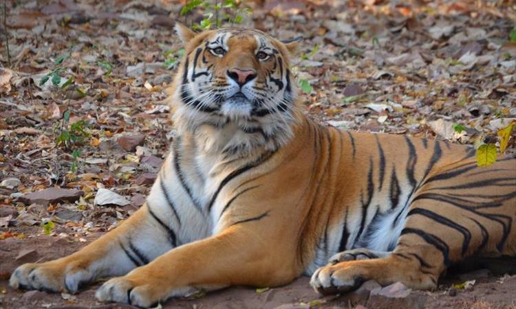 Estate Of The Tiger & Temples (India)