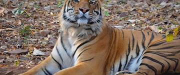 Estate Of The Tiger & Temples (India)