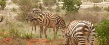 Eco tour: 3 Days Maasai Mara Camping Safari (Kenya)