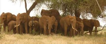 Eco tour: 4 Days Mara And Nakuru Budget Camping Safari (Kenya)