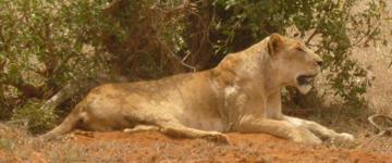 Eco tour: 3 Days Amboseli Park Safari (Kenya)