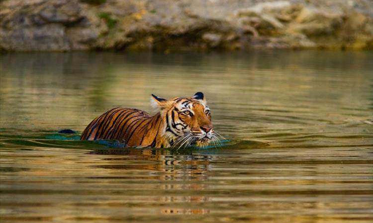 Taj Mahal & Rajasthan With Royal Stay At Fort Sardargarh (India)