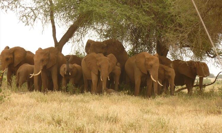 1 Day Tsavo East National Park Safari – Kenya Safari (Kenya)
