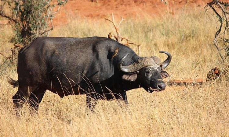 Eco tour: 2 Days Tsavo East Safari – Kenya (Kenya)