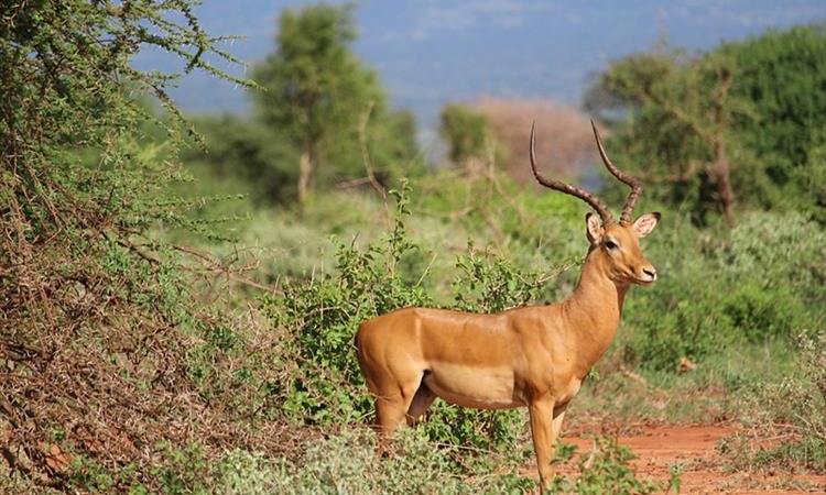 Eco tour: 4 Days 3 Nights Tsavo East – Tsavo West – Amboseli National Park (Kenya)