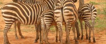 Eco tour: 3 Days Tsavo East And West National Park (Kenya)