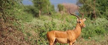 Eco tour: 3 Days Tsavo East, West And Amboseli Safari (Kenya)