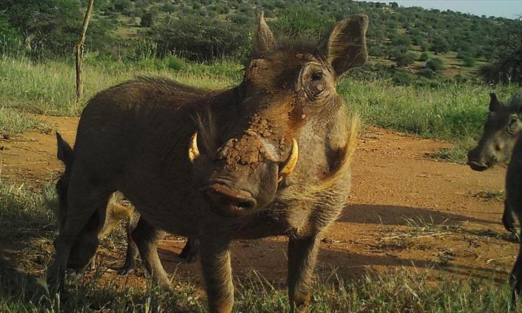 Eco tour: 6 Days 5 Nights Lake Nakuru – Maasai Mara – Amboseli – Tsavo West – Kenya Safari Package (Kenya)
