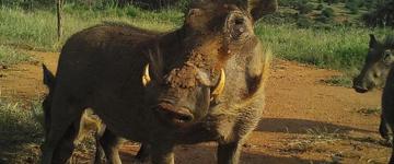Eco tour: 6 Days 5 Nights Lake Nakuru – Maasai Mara – Amboseli – Tsavo West – Kenya Safari Package (Kenya)
