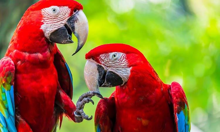 Costa Rica Rivers, Rainforest & Beaches (Costa Rica)