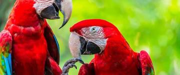 Costa Rica Rivers, Rainforest & Beaches (Costa Rica)