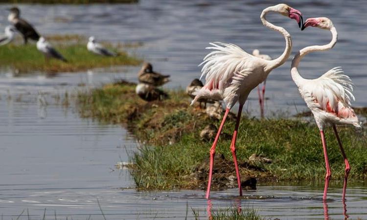 Day Trip To Lake Nakuru National Park - Kenya Safari Package (Kenya)