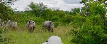 Eco tour: 10 Day Zimbabwe Heritage & Wildlife Tour (Zimbabwe)
